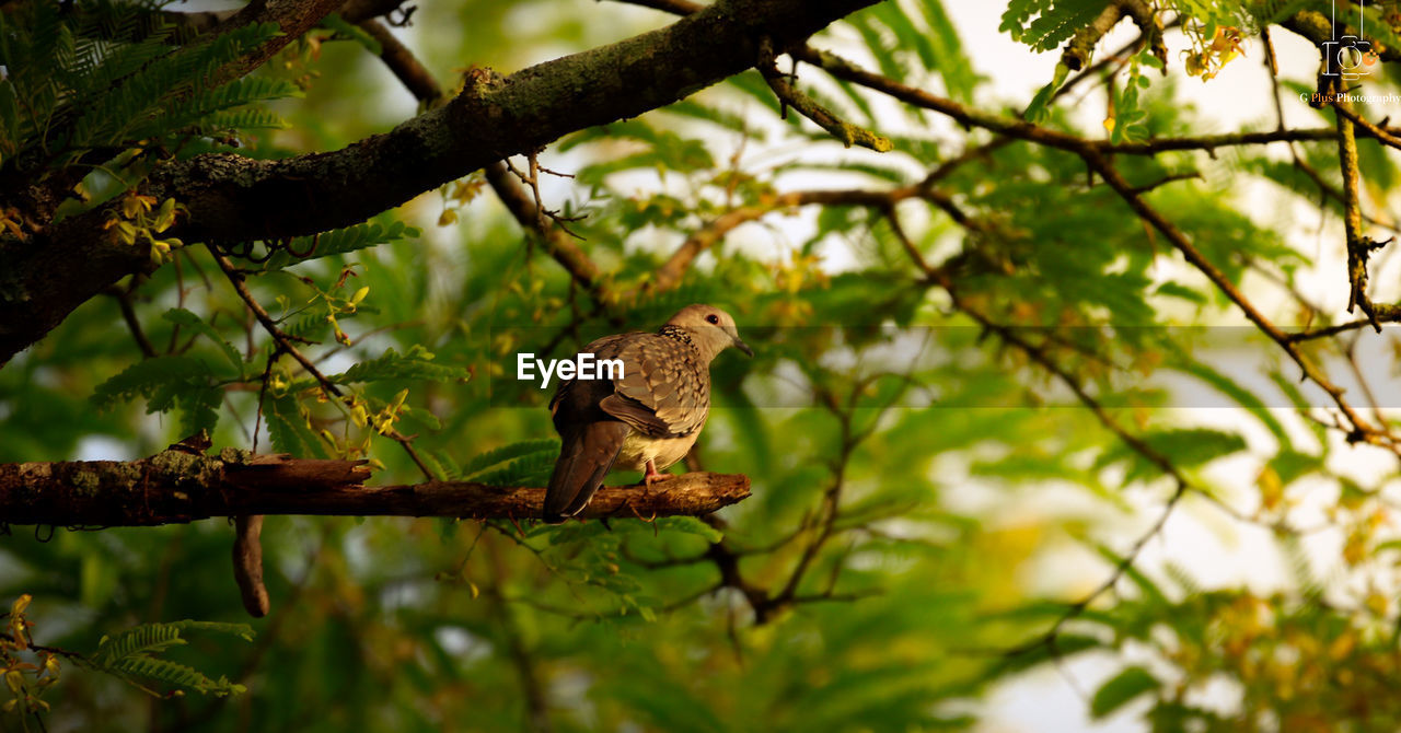 LOW ANGLE VIEW OF BIRD ON TREE