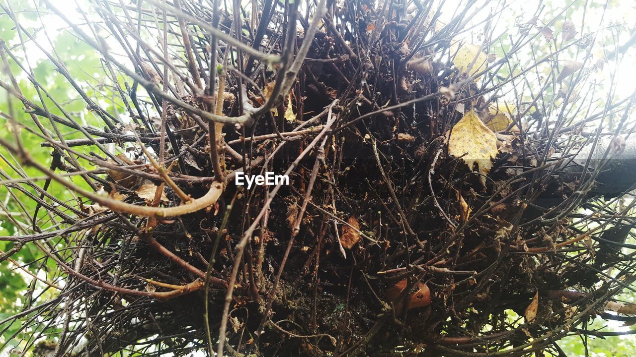 CLOSE-UP OF TREE BRANCHES IN FOREST