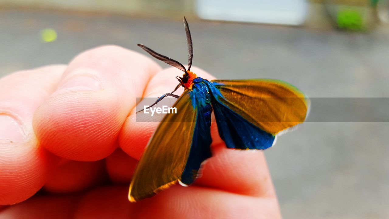 Cropped hand with butterfly