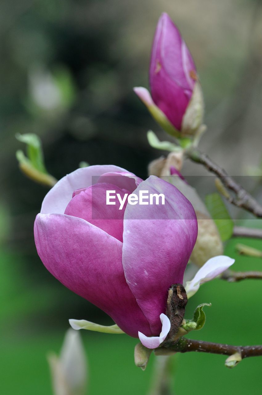 CLOSE-UP OF PINK FLOWERING PLANT