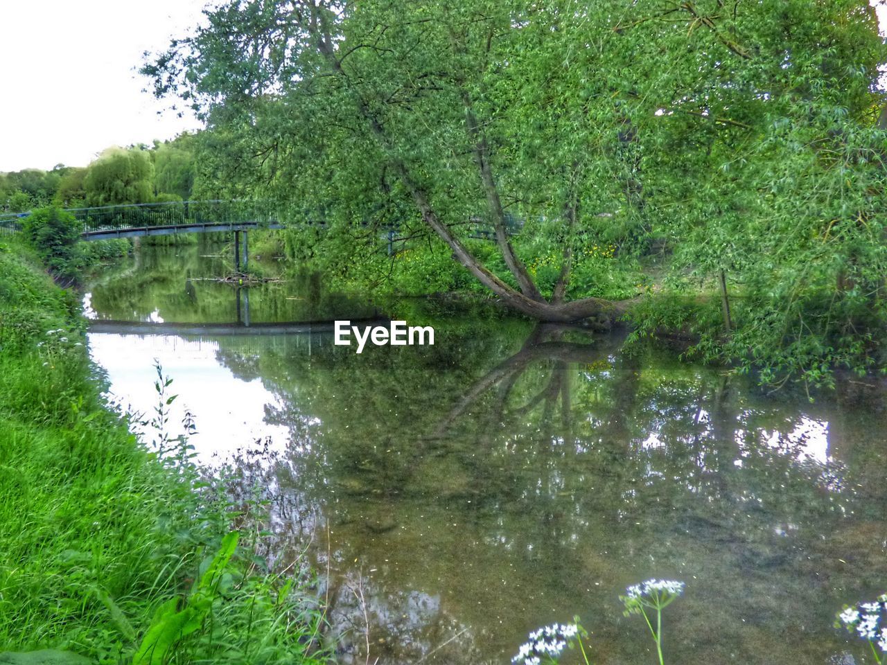 SCENIC VIEW OF RIVER BY TREES IN FOREST