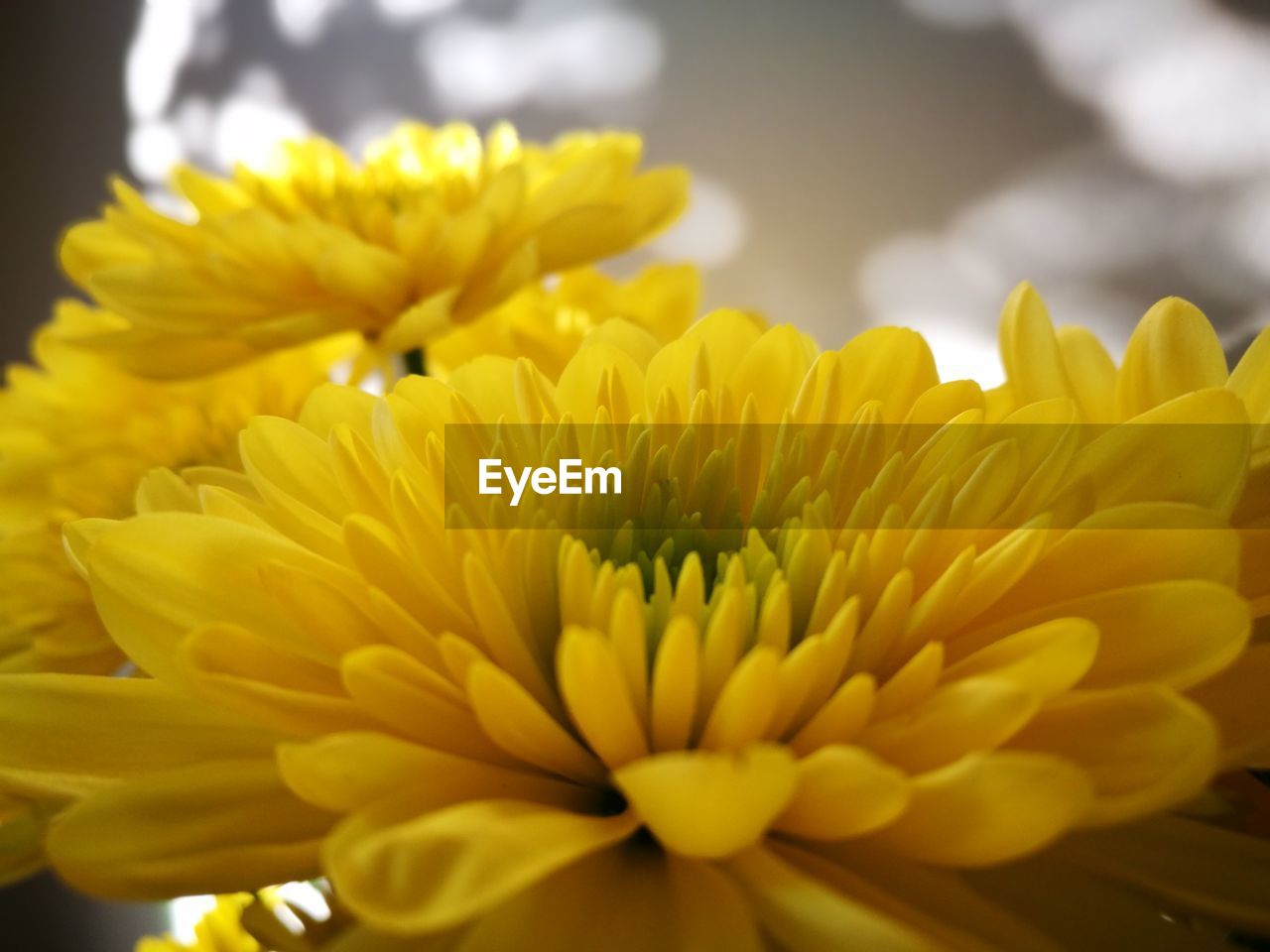 Close-up of yellow flowers blooming outdoors