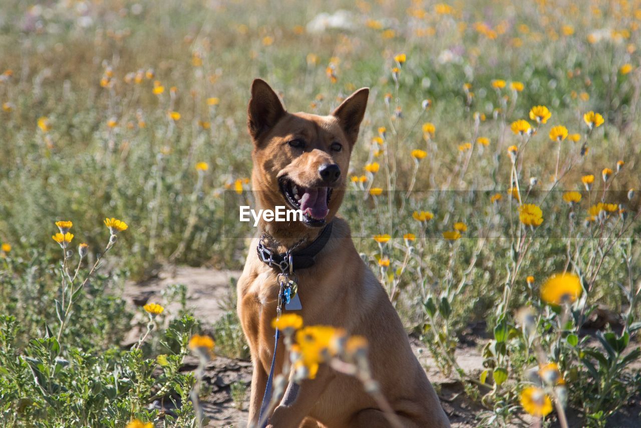 Dog sitting on field