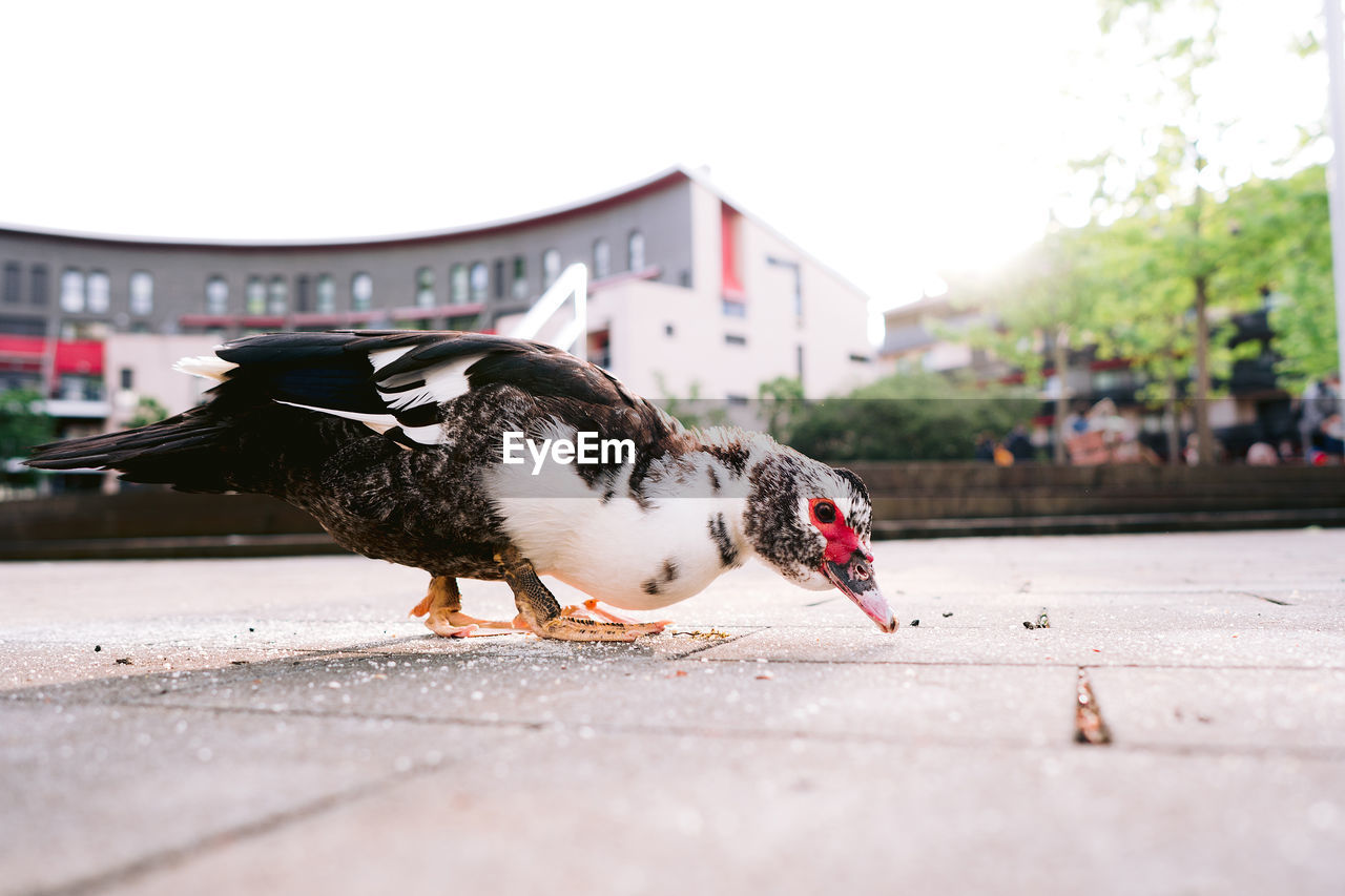 CLOSE-UP OF A BIRD ON THE CITY