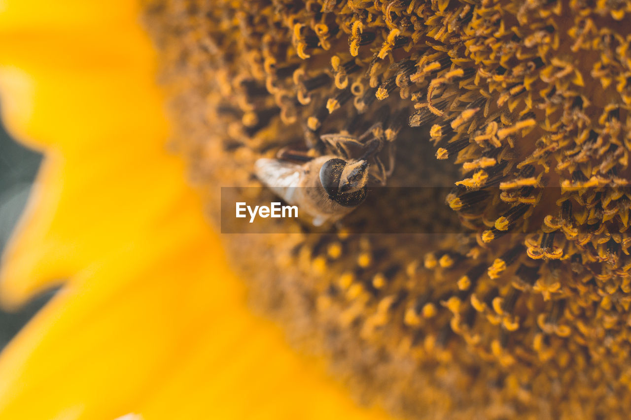 EXTREME CLOSE-UP OF BEE ON YELLOW FLOWER