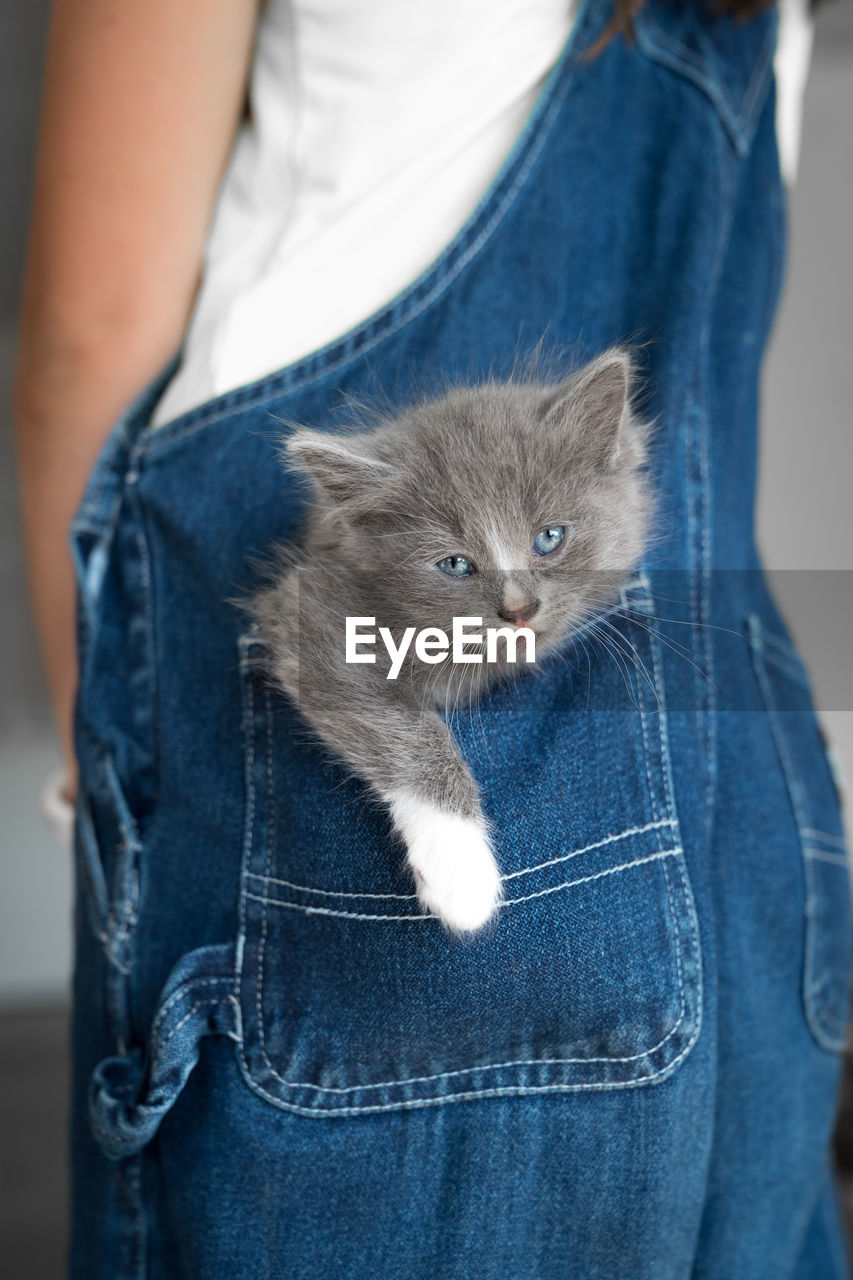 Close-up of kitten in pocket of woman