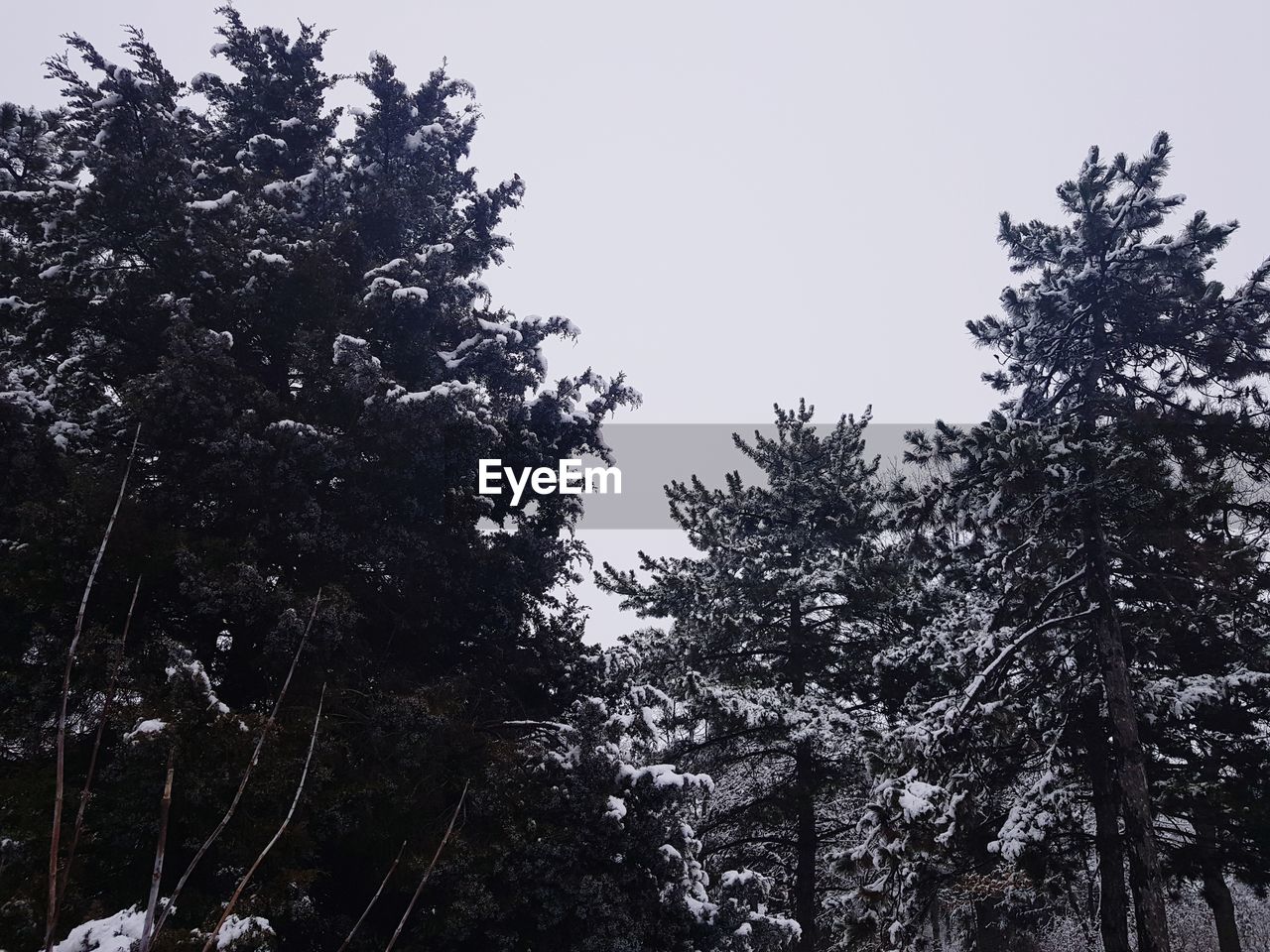 LOW ANGLE VIEW OF TREES IN FOREST