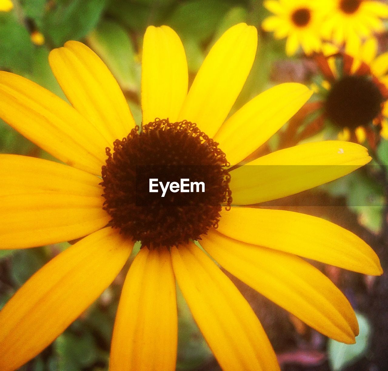 CLOSE-UP OF YELLOW FLOWERS BLOOMING