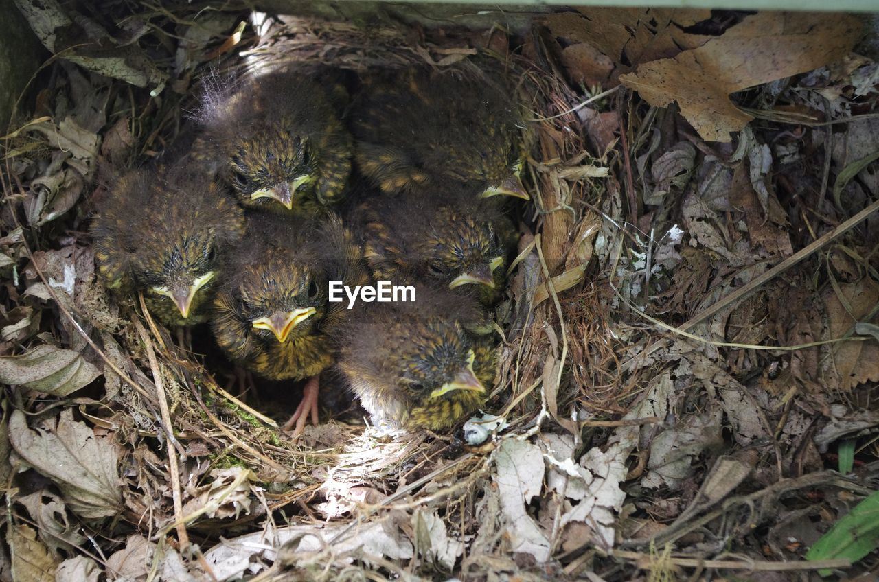 High angle view of small birds 