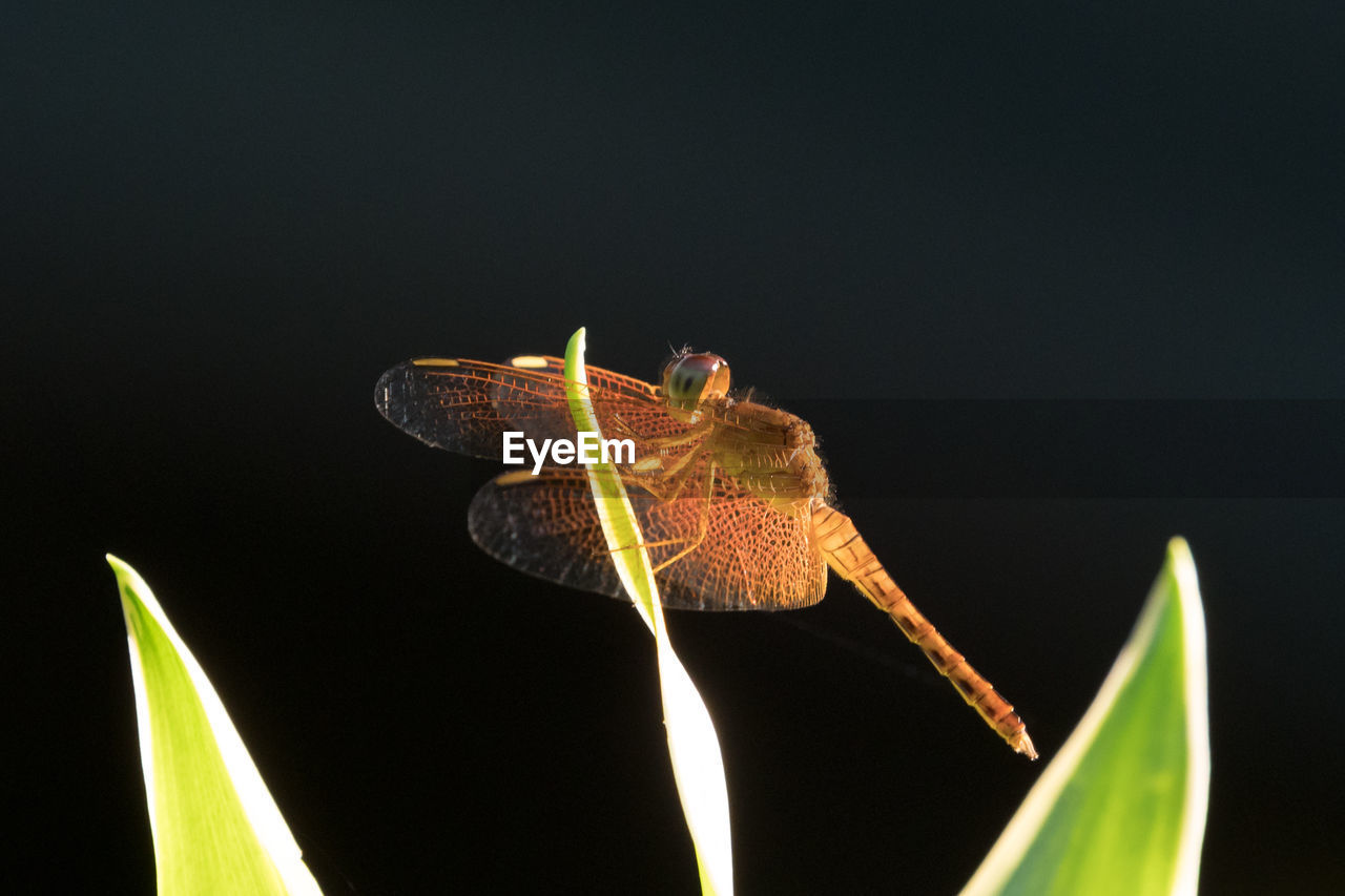 CLOSE-UP OF DRAGONFLY ON PLANT AGAINST BLACK BACKGROUND