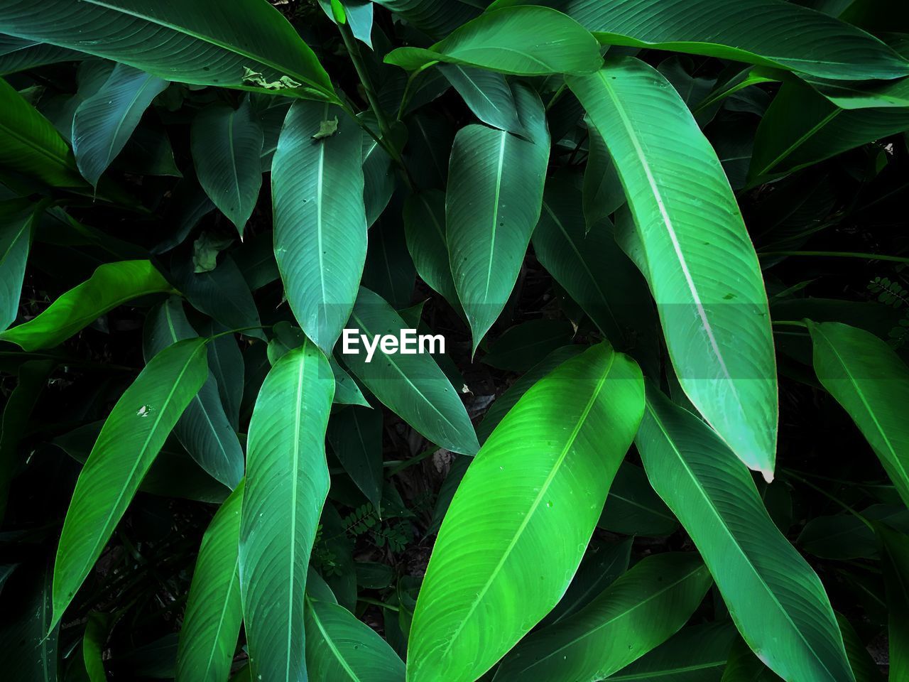 Full frame shot of green leaves