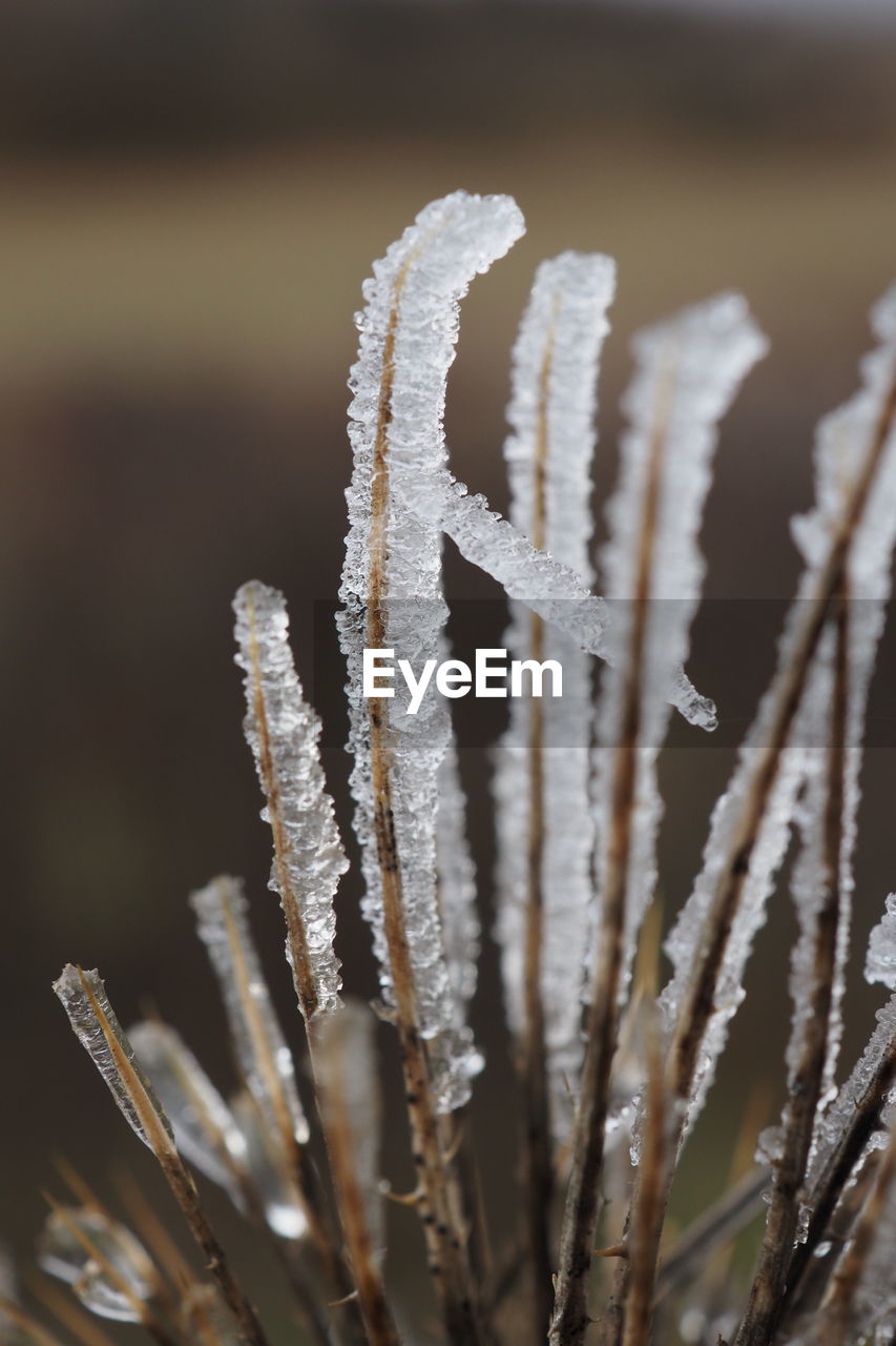 Close-up of frozen plant during winter