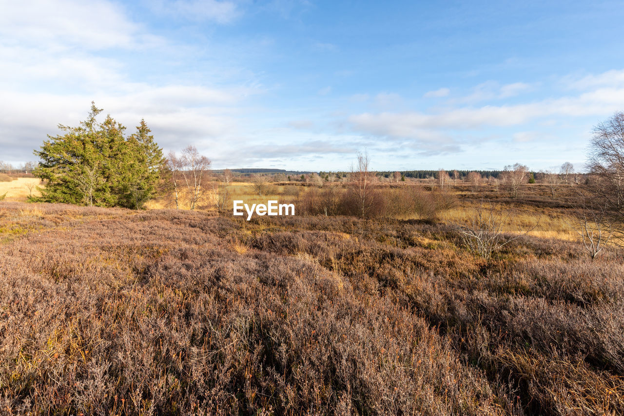 Colorful landscape in the high fens in belgium in autunm