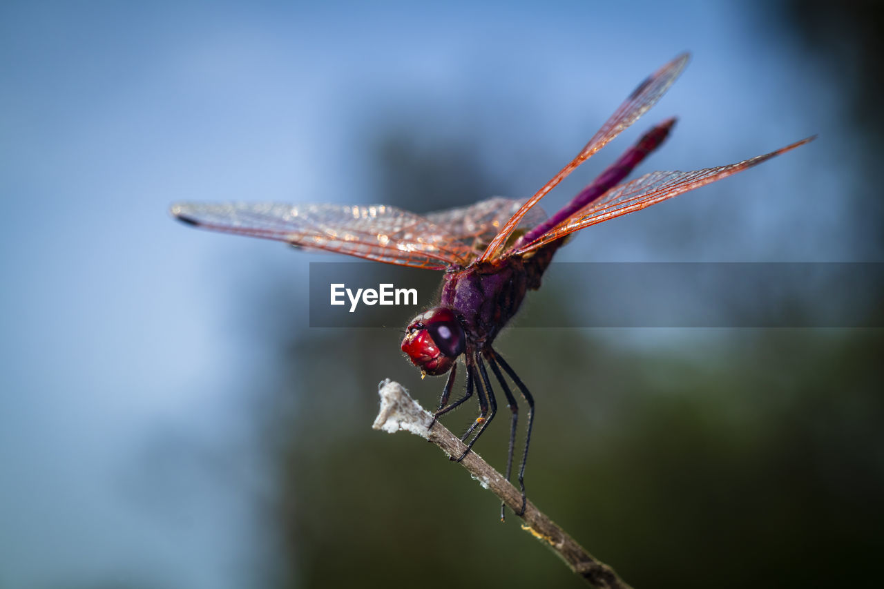 Close-up of a red dragonfly on twig