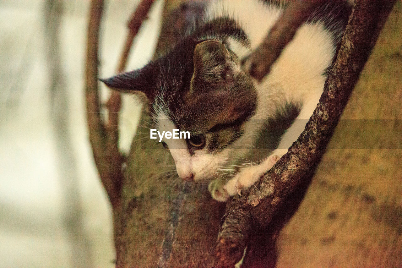 CLOSE-UP OF CAT ON TREE TRUNK