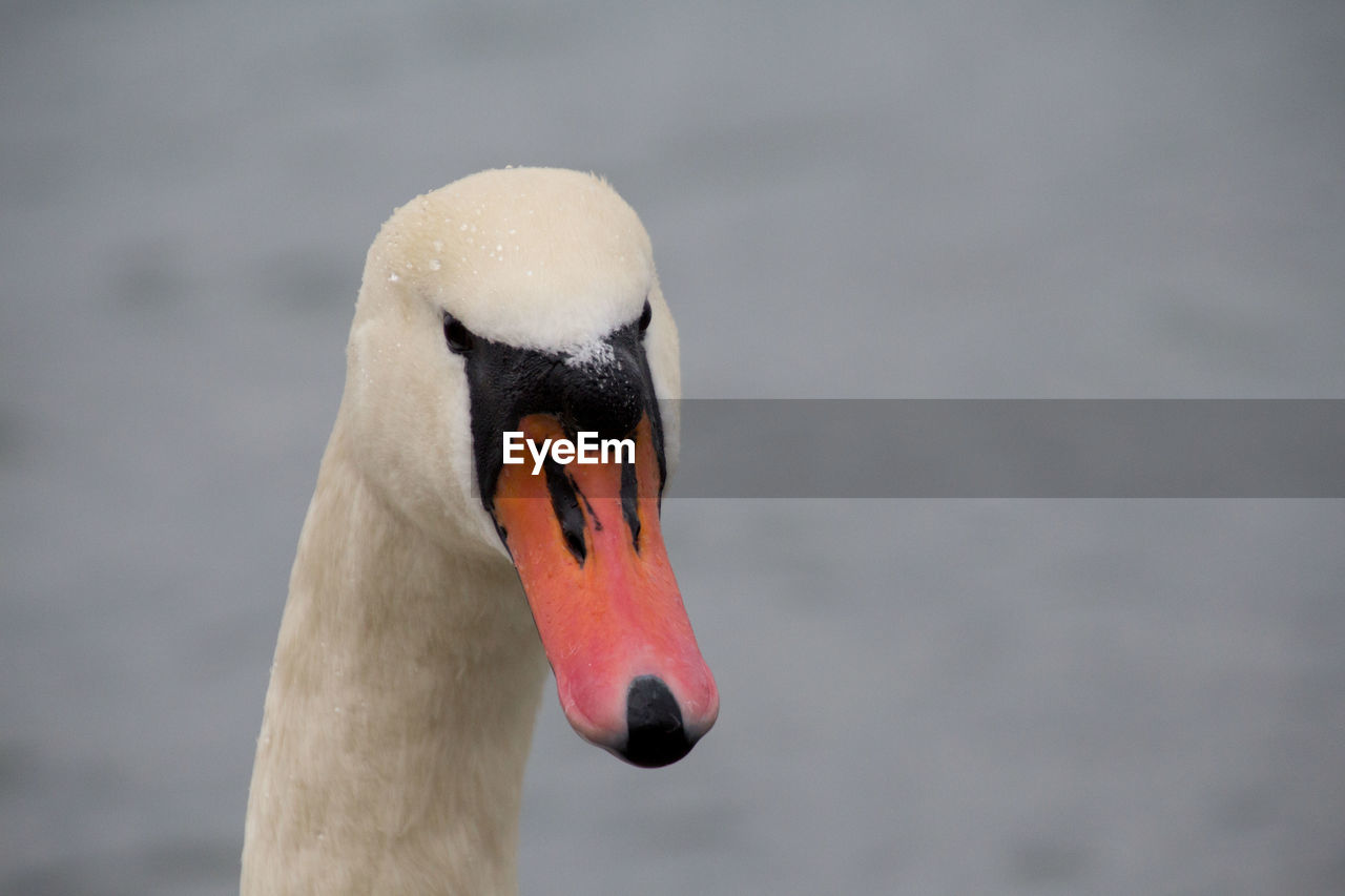 Close-up of swan swimming in lake