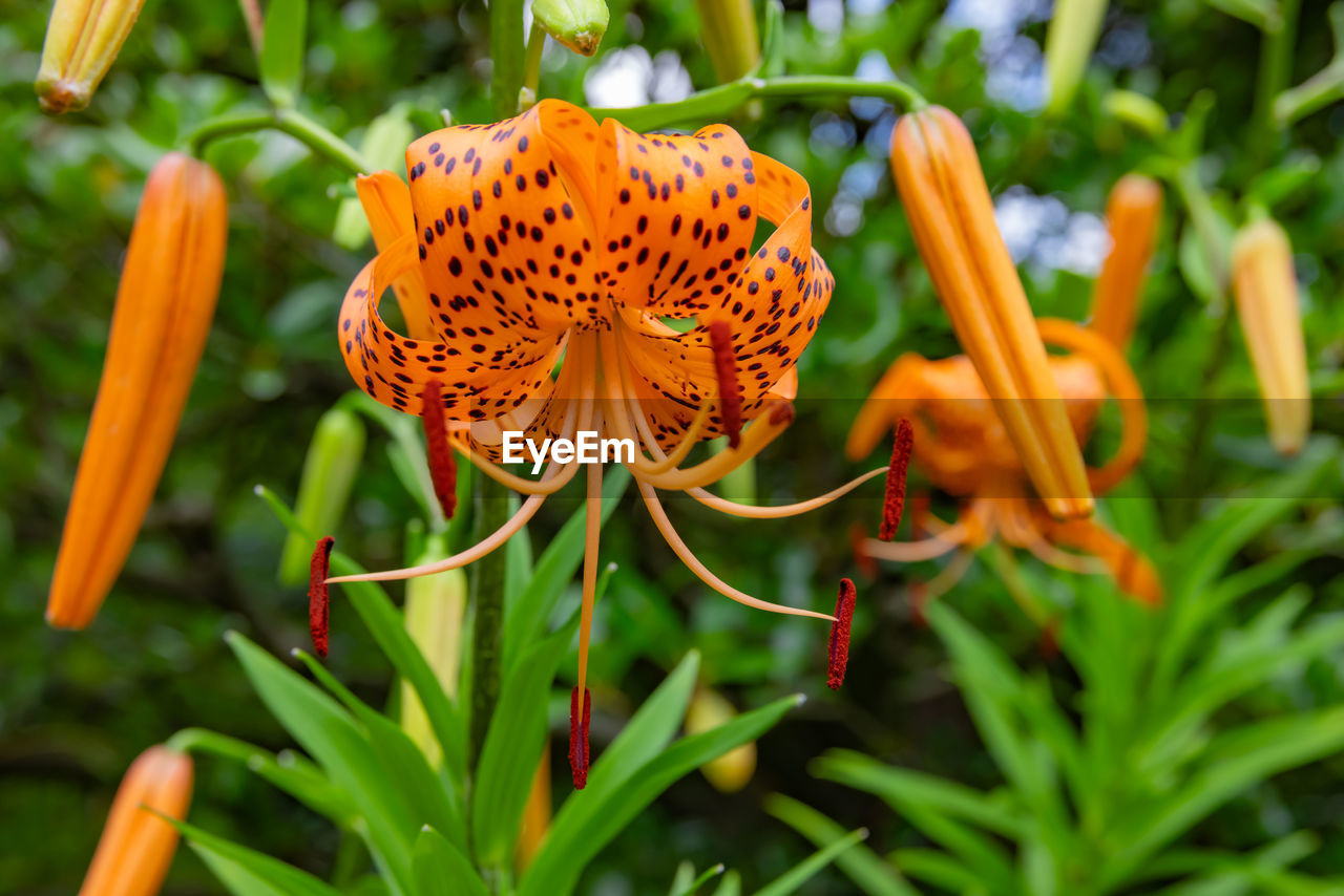 plant, flower, flowering plant, beauty in nature, nature, growth, freshness, close-up, orange color, petal, lily, flower head, no people, fragility, inflorescence, botany, wildflower, animal wildlife, outdoors, green, garden, macro photography, food, plant part, blossom, yellow, leaf, pollen, ornamental garden, animal themes, environment, focus on foreground, springtime, flowerbed, vegetable