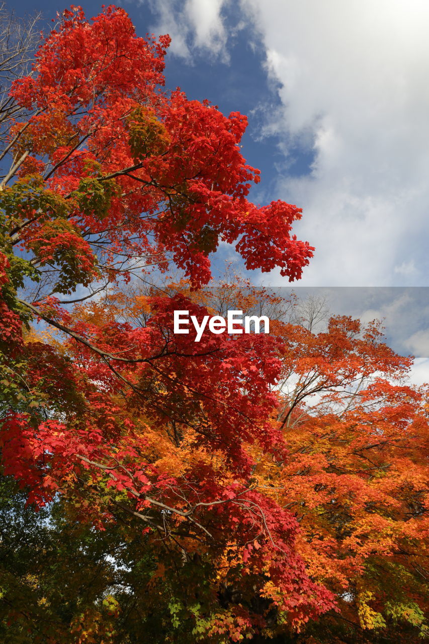 LOW ANGLE VIEW OF TREES AGAINST SKY