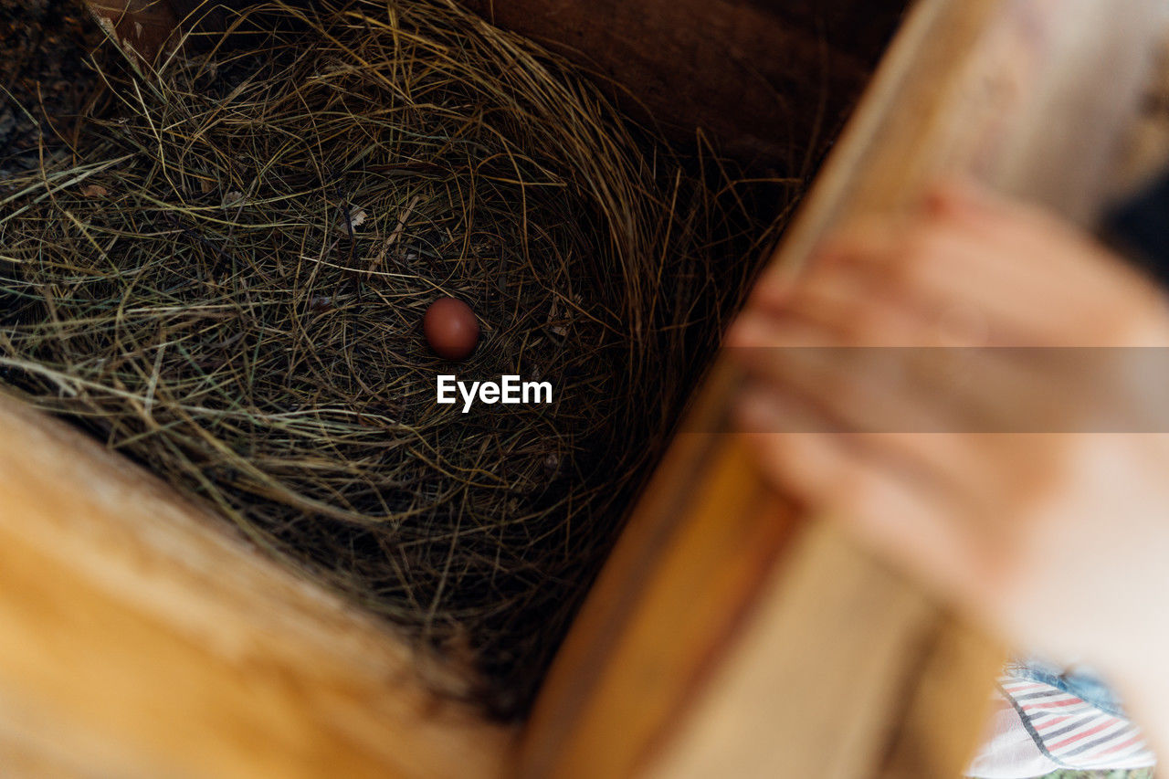 Fresh egg in a straw nest in a small wooden chicken coop, private farm