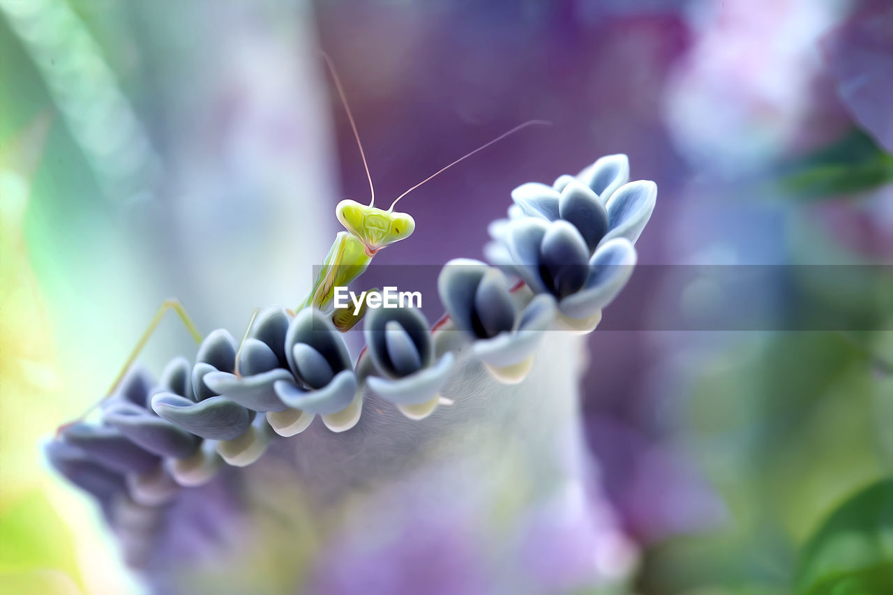 Close-up of a cute mantis and purple flowering plant