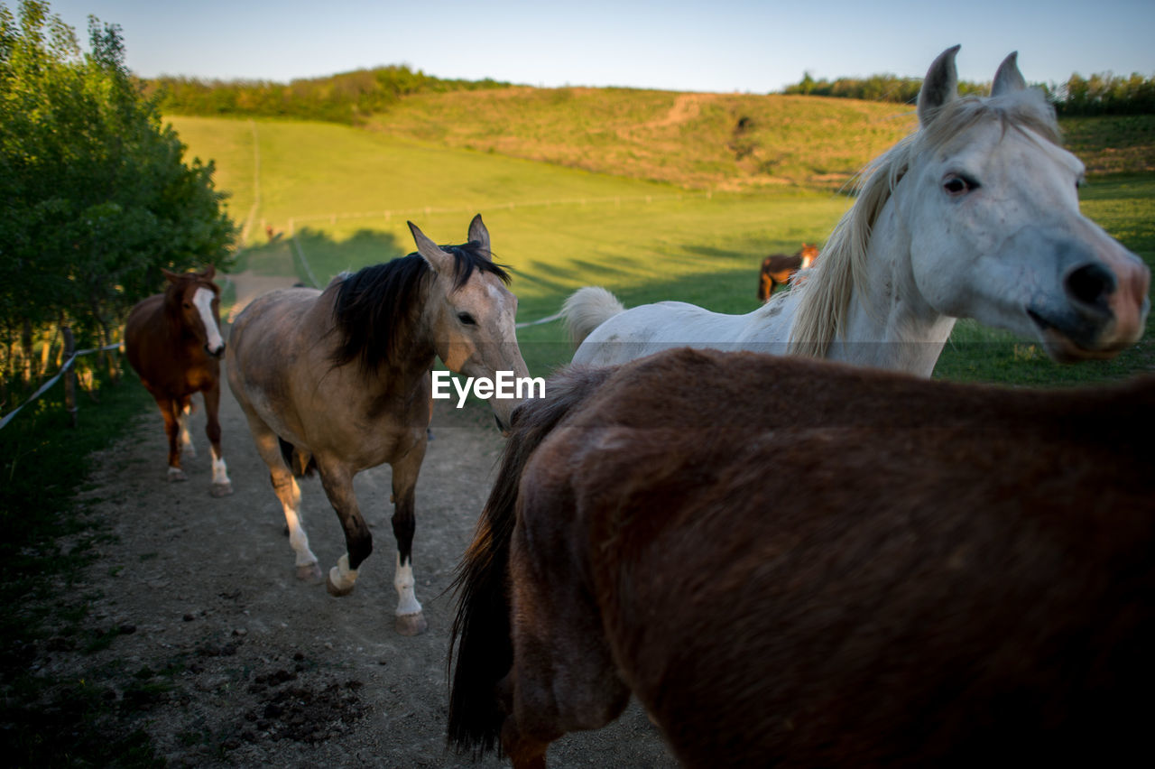 Horses on dirt road against field