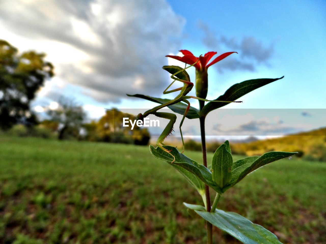 CLOSE-UP OF RED FLOWERING PLANT ON FIELD