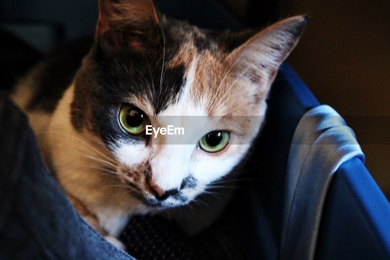 CLOSE-UP OF CAT LOOKING UP