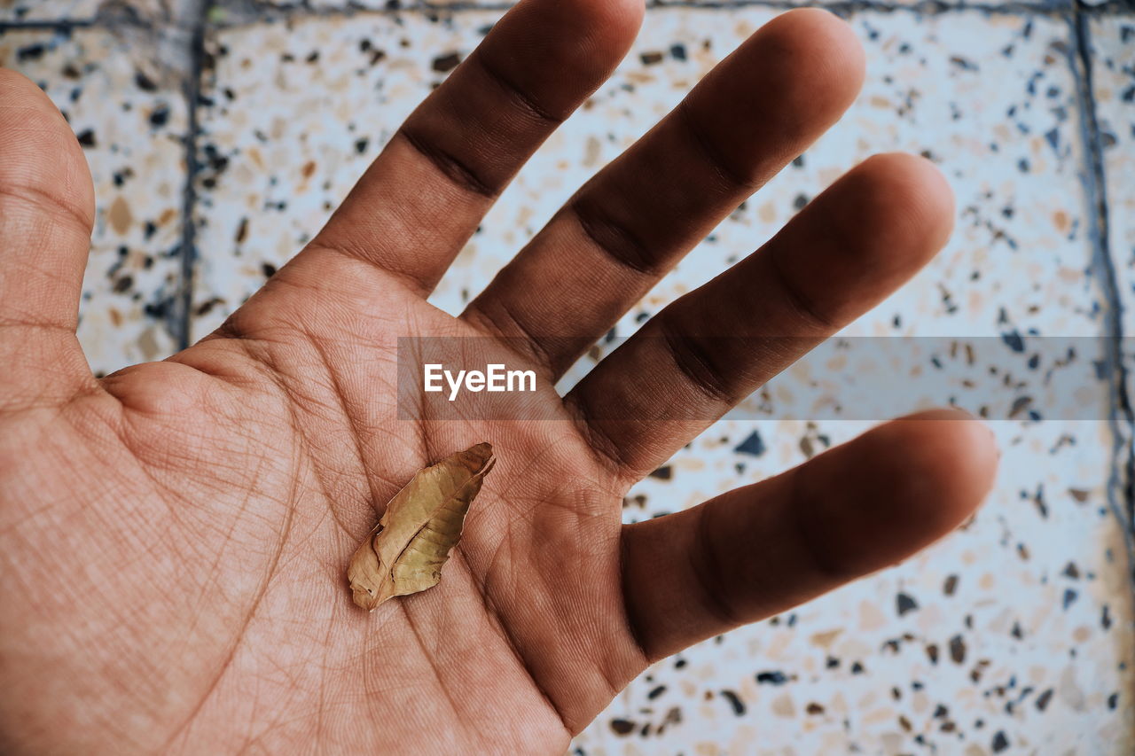 Close-up of hand holding leaf