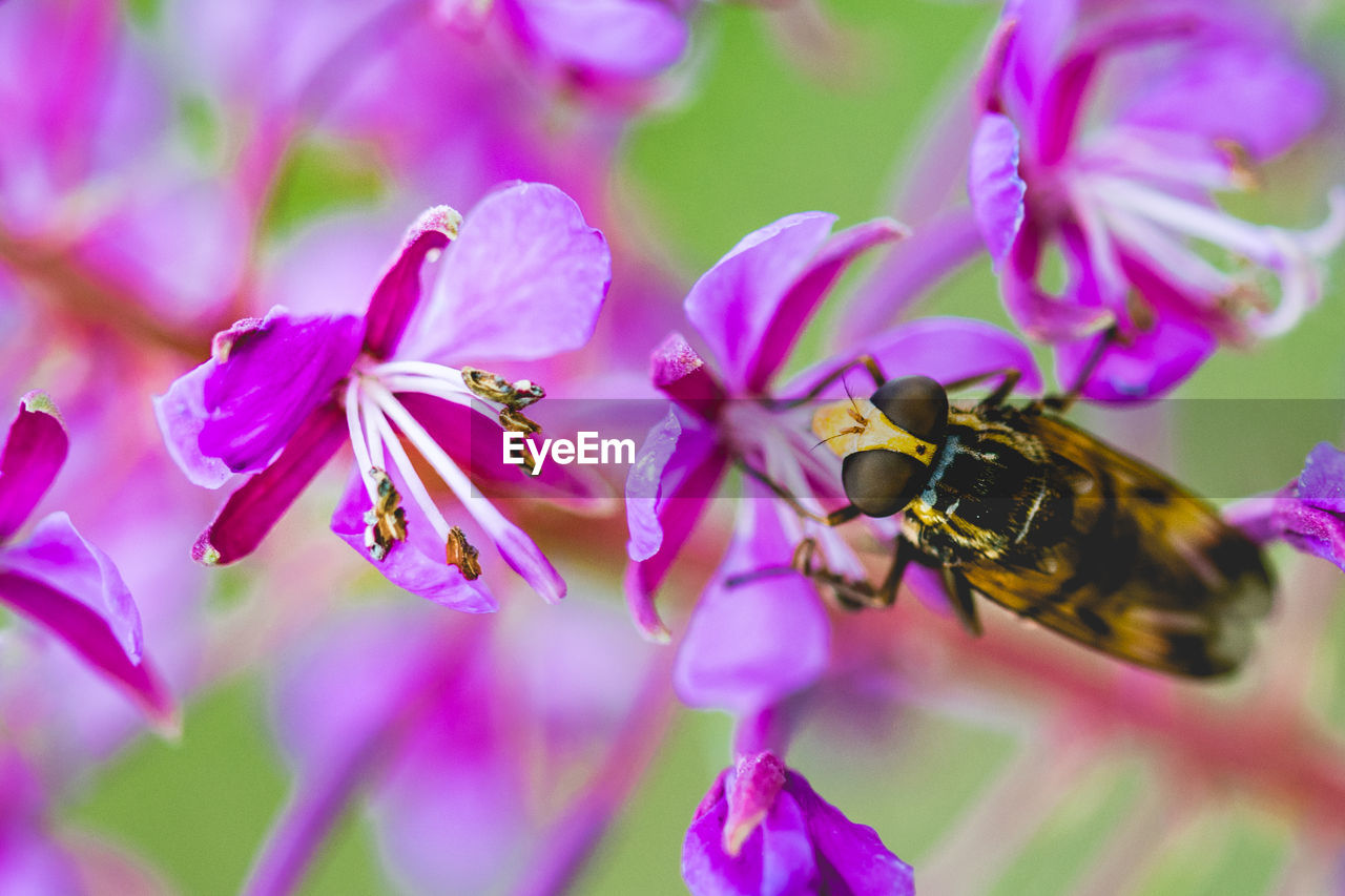 CLOSE-UP OF BEE POLLINATING ON FLOWER