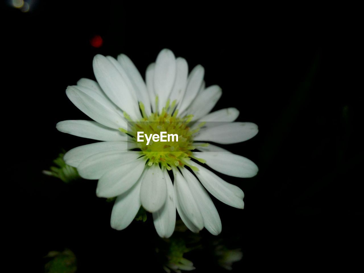 MACRO SHOT OF WHITE FLOWER