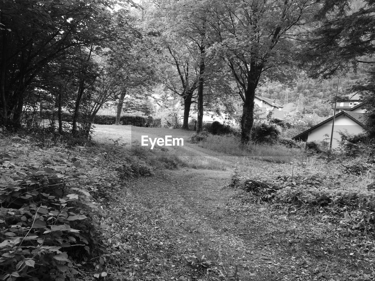 VIEW OF TREES IN PARK