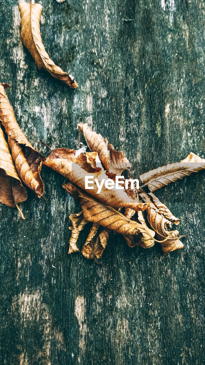 CLOSE-UP OF DRY LEAVES ON WOODEN TABLE