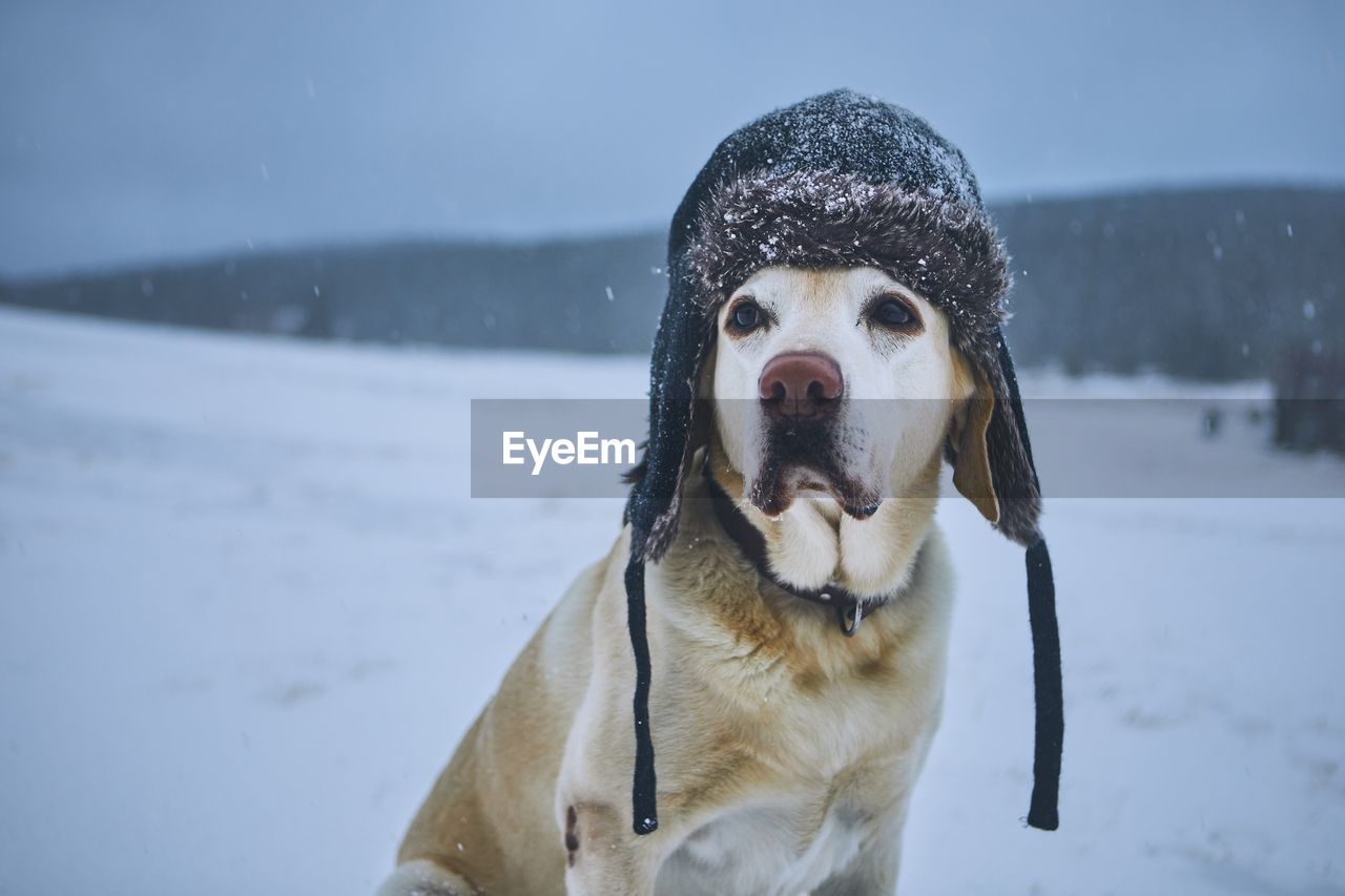 Dog wearing fur hat while sitting on snow covered field