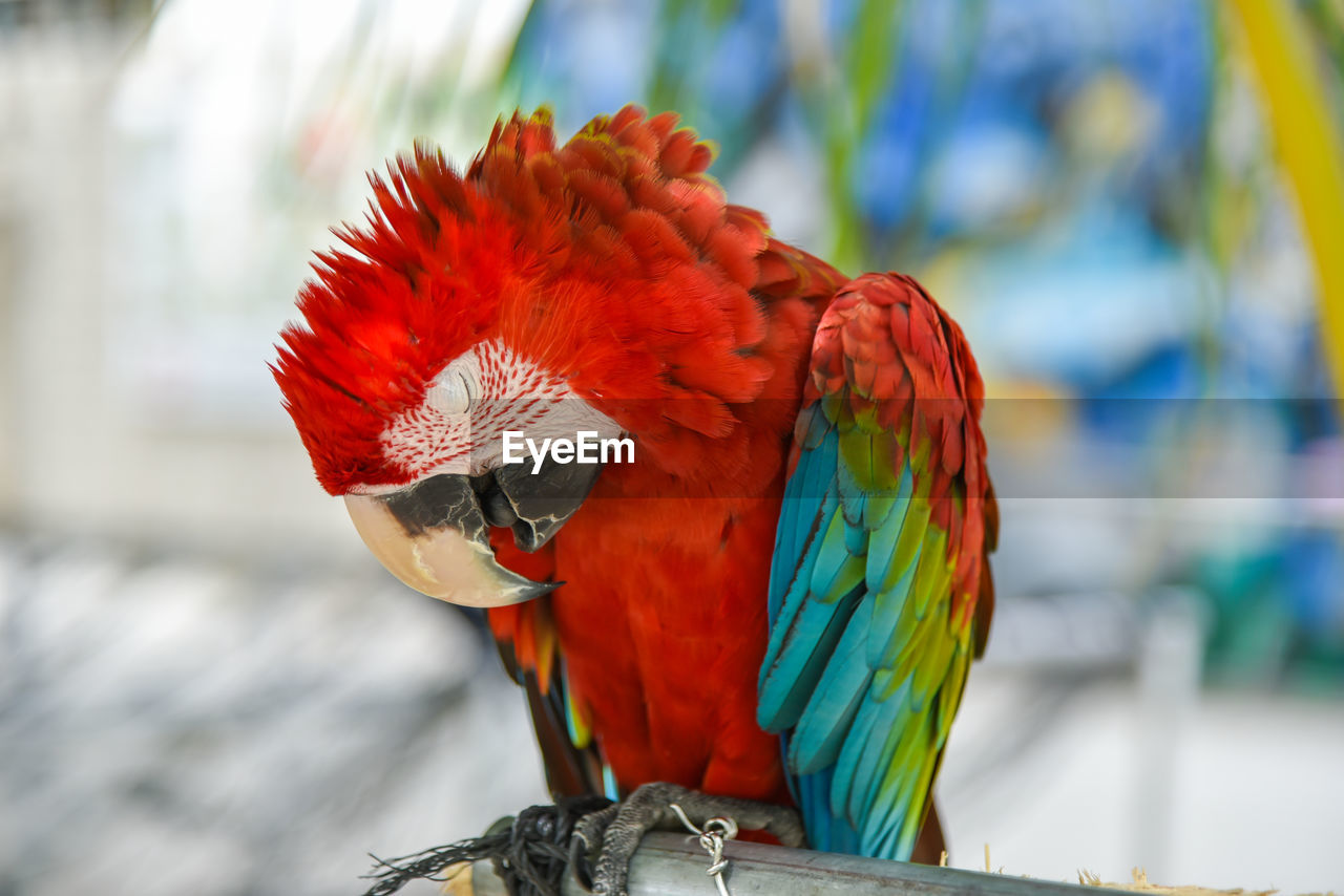 CLOSE-UP OF PARROT PERCHING ON LEAF