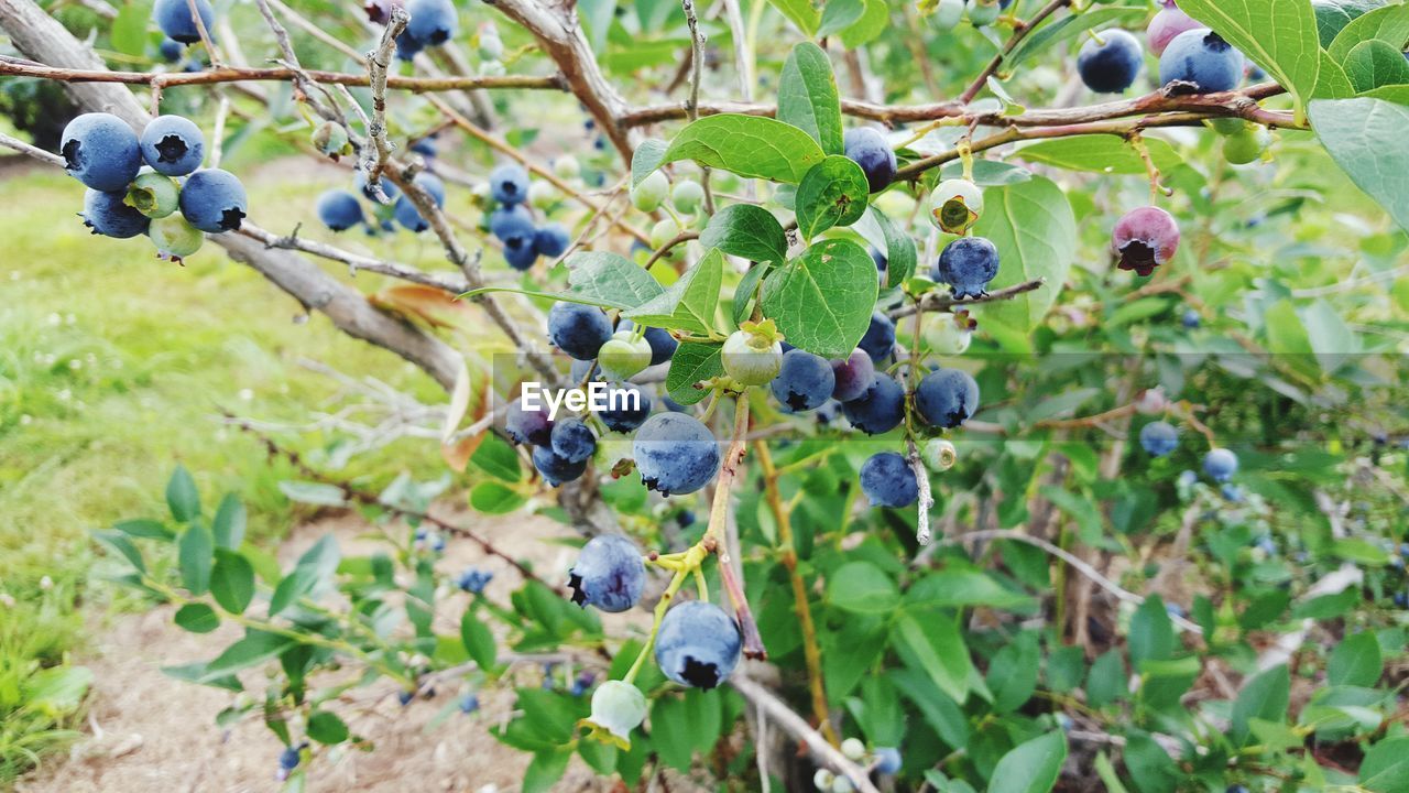 Close-up of blueberries growing on tree