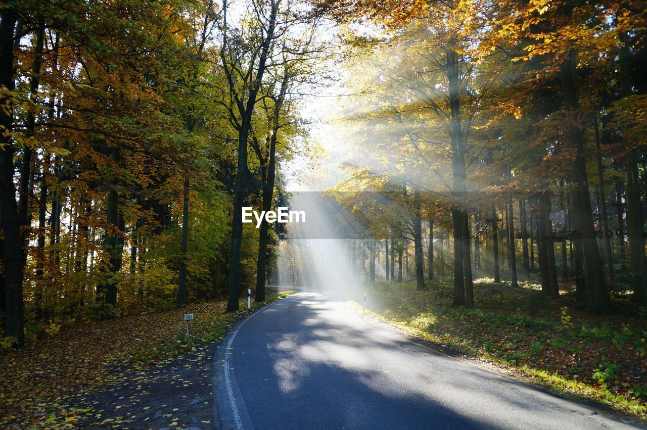 Sunbeams streaming through autumn trees on empty road in forest