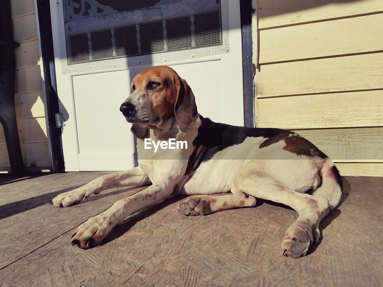 Dog sitting on floor