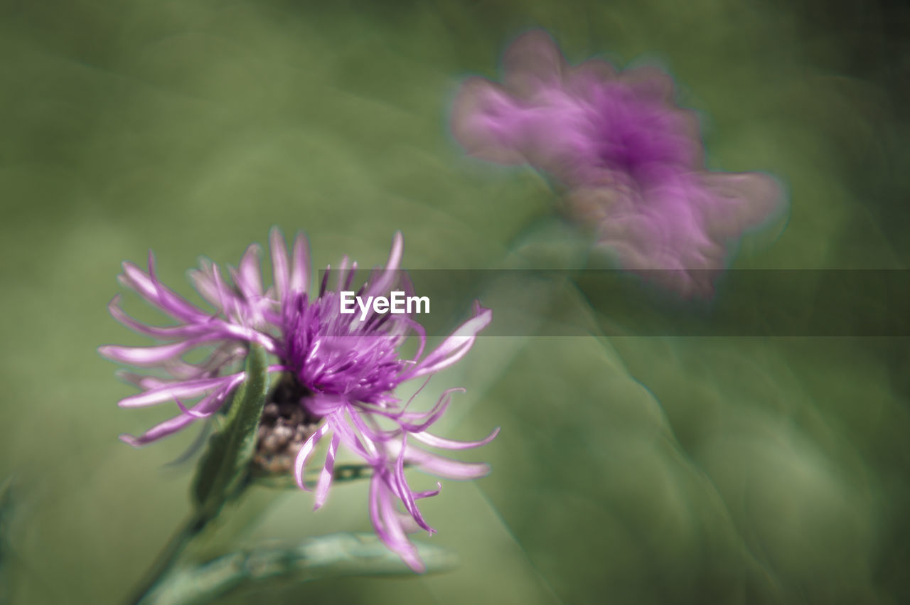 CLOSE-UP OF PINK PURPLE FLOWER