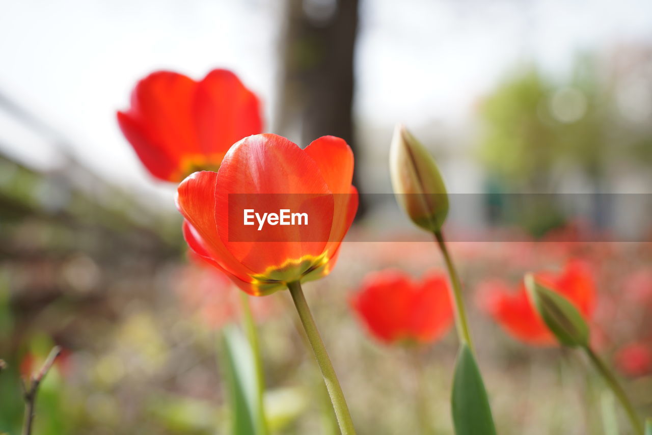 CLOSE-UP OF RED TULIP FLOWER