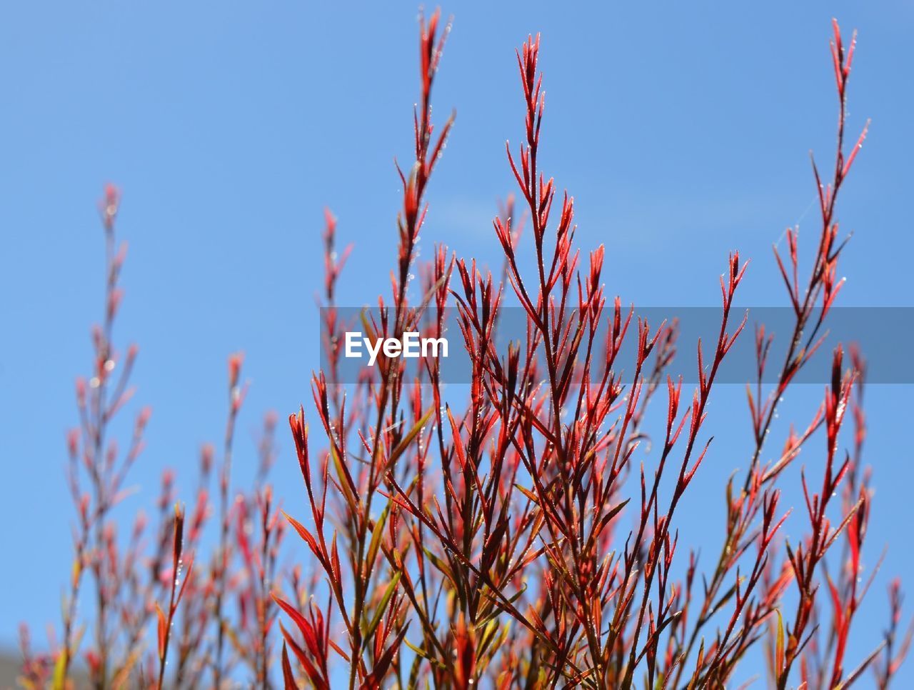 LOW ANGLE VIEW OF RED PLANT AGAINST BLUE SKY