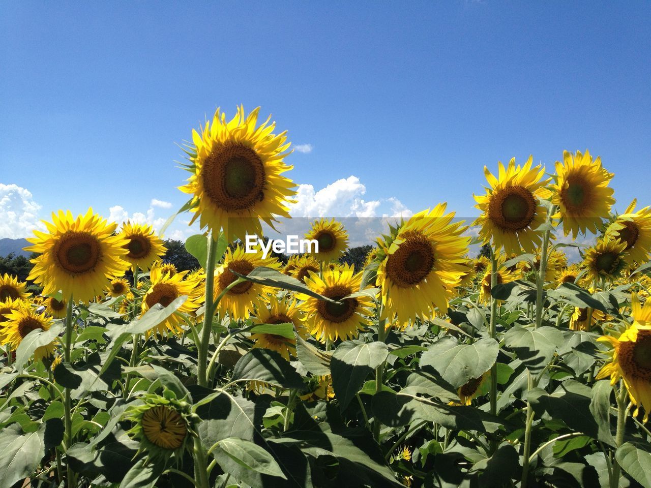 Low angle view of sunflowers blooming on field against clear sky