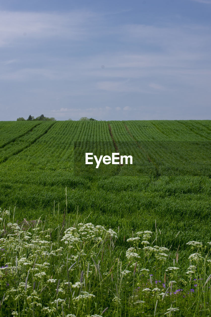 Scenic view of agricultural field against sky