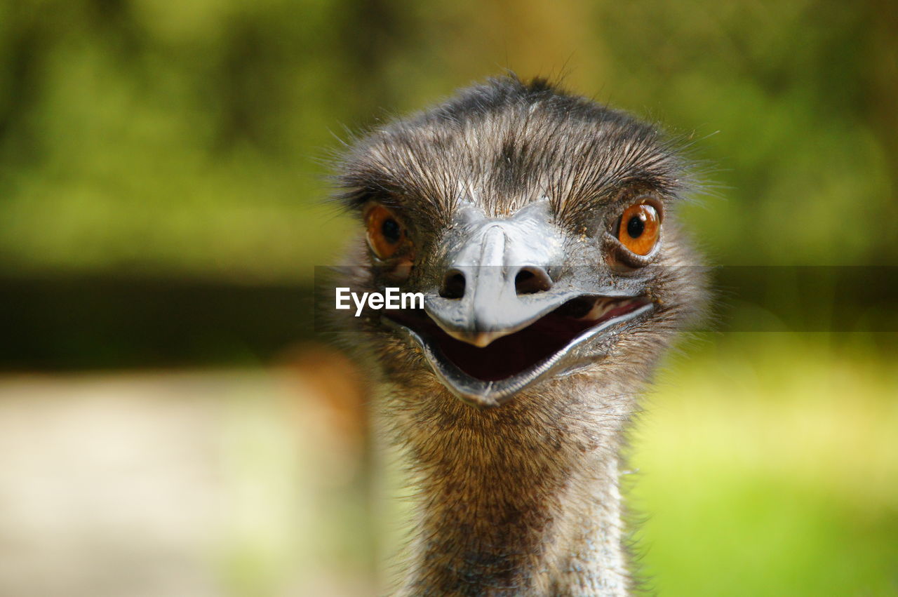 Close-up of funny ostrich