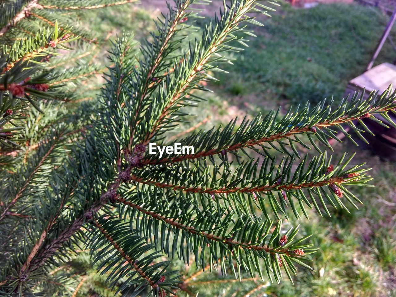 CLOSE-UP OF PALM TREE