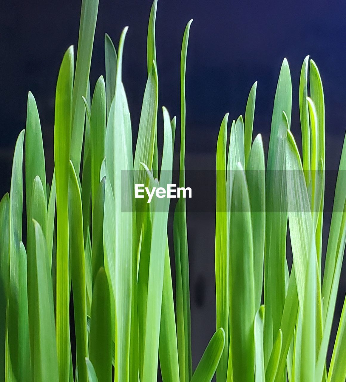 close-up of yellow flowering plants