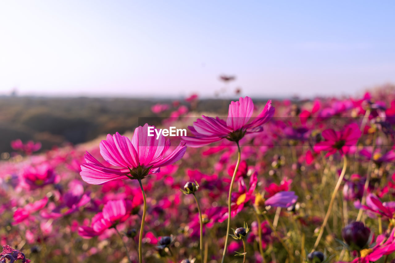 Close-up of pink cosmos flowering plant on field