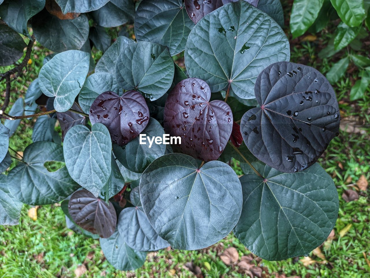 leaf, plant part, plant, nature, growth, flower, green, produce, high angle view, garden, no people, day, food, land, food and drink, field, freshness, healthy eating, beauty in nature, outdoors, close-up, vegetable, shrub