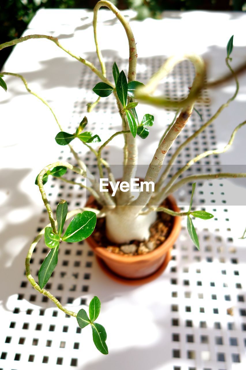 Close-up of potted plant on table