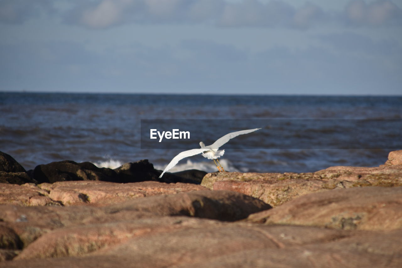 Seagull on beach