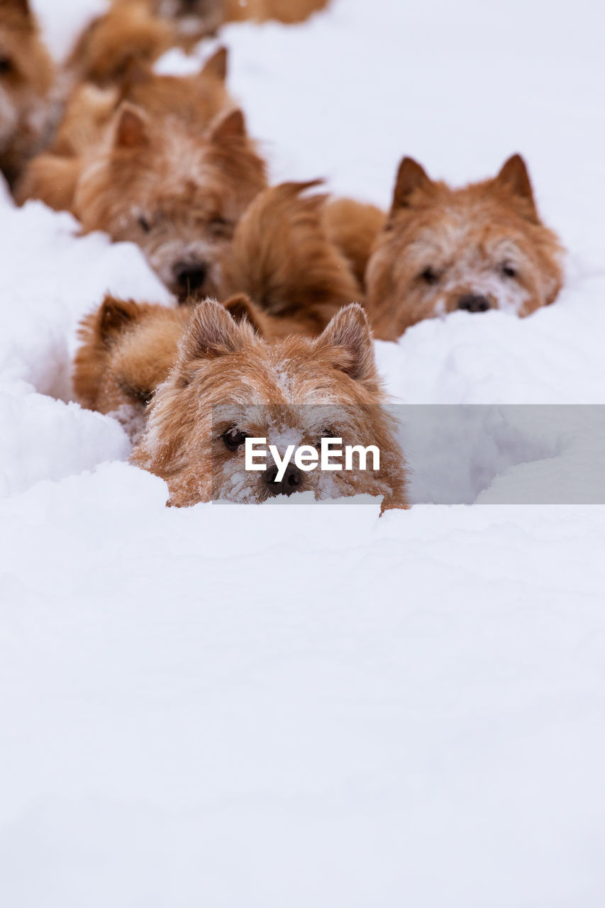 Small dogs walk in deep snow